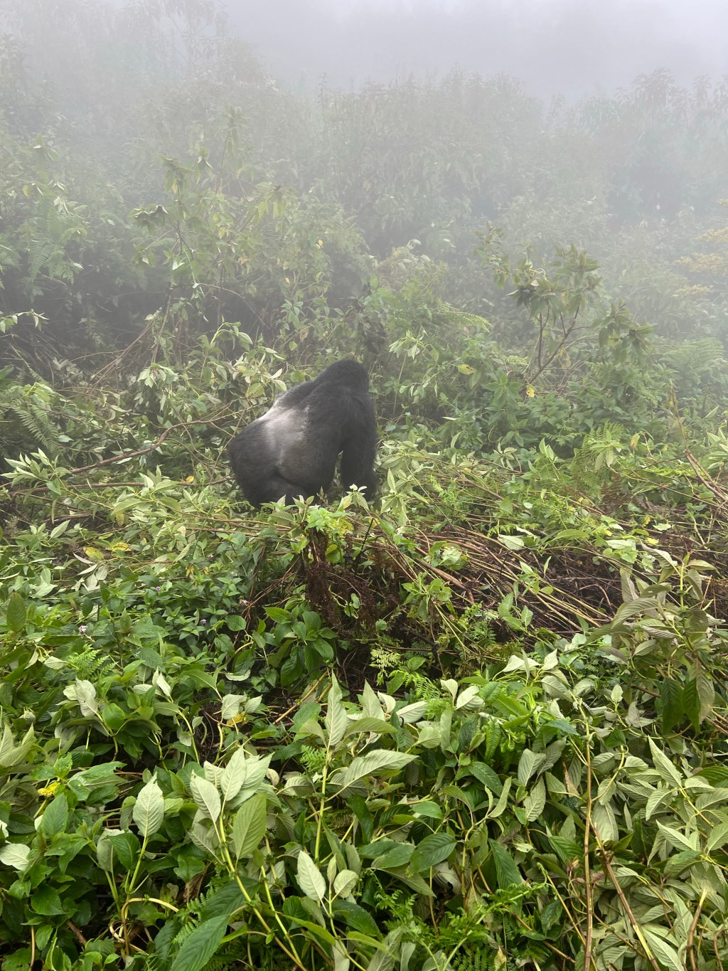 Gorillas in the&nbsp;Mist